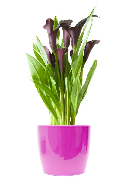 Roxo escuro ("preto") calla lírio planta em brilhante pote roxo isola — Fotografia de Stock