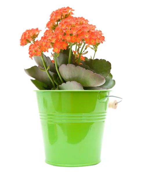 Planta kalanchoe floreciente de color naranja brillante en cubo verde ornamental; aislar —  Fotos de Stock