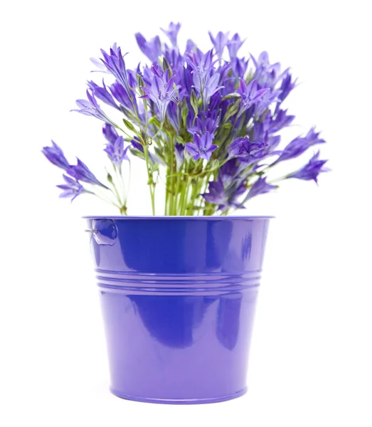 Brodiaea; cluster lilie v modré okrasné kbelík izolovaných na bílém pozadí — Stock fotografie