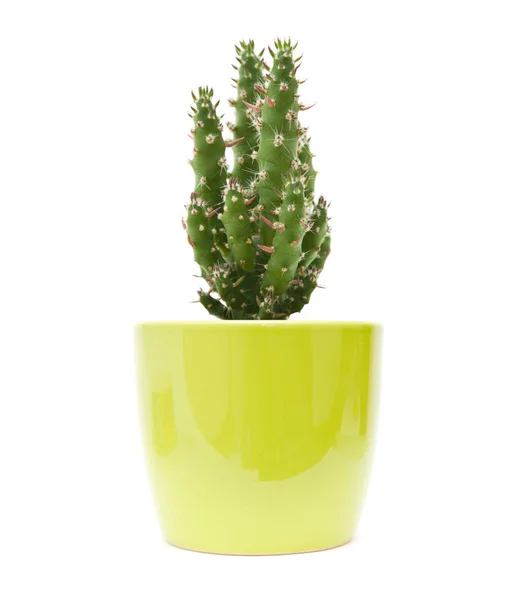 Cactus in a bright light green ornamental pot isolated on white; — Stock Photo, Image