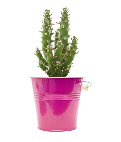 Cactus en un cubo ornamental púrpura brillante aislado en blanco — Foto de Stock