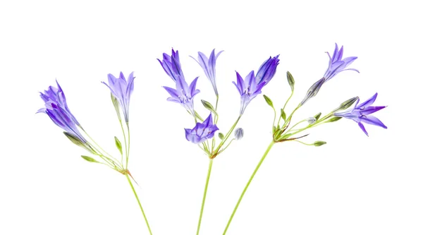 Brodiaea; cluster-lilies; isolated on white background — Stock Photo, Image