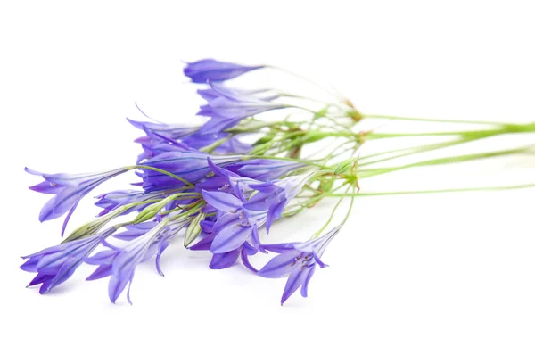 Bunch of Brodiaea; cluster-lilies; on white background — Stock Photo, Image