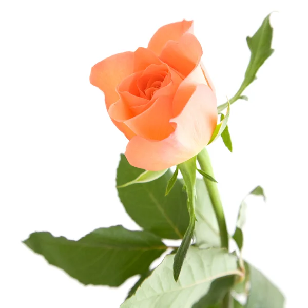 Světle oranžové růže izolovaných na bílém pozadí; — Stock fotografie