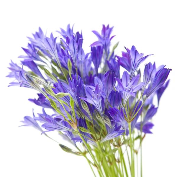 Brodiaea; cluster lilie; izolované na bílém pozadí — Stock fotografie