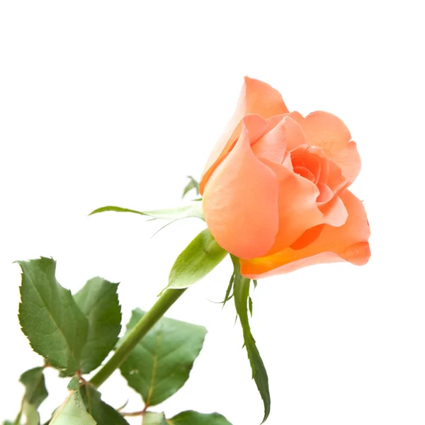 Světle oranžové růže izolovaných na bílém pozadí — Stock fotografie