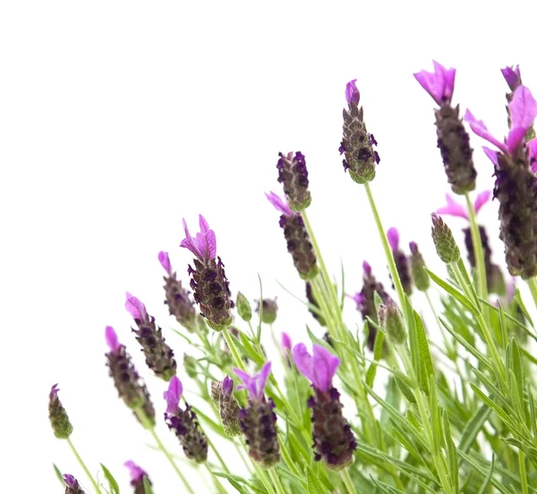 Lavandula Stoechas (French lavender; Spanish Lavender; Topped Lavender); is — Stock Photo, Image