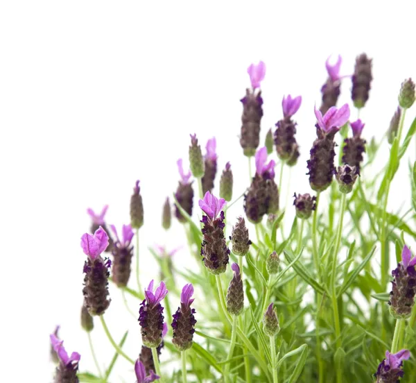 Lavandula stoechas (fransk lavendel, spanska lavendel, toppad lavendel), är — Stockfoto