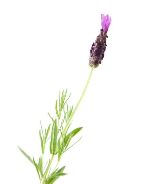 Enstaka blommande stam av Lavandula Stoechas (fransk lavendel; Spanska Laven — Stockfoto