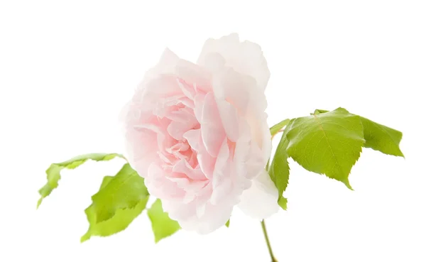Ljus rosa gammaldags climbin rose, isolerad på vit bakgrund — Stockfoto