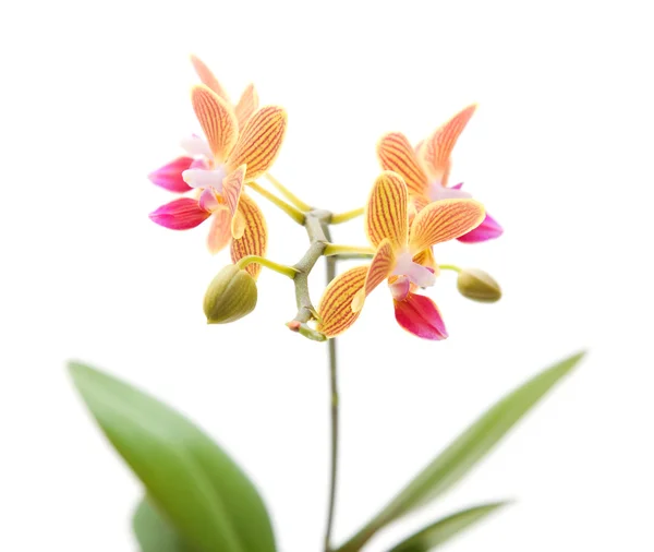 Orange; gelb und rosa gestreifte Phalaenopsis-Orchidee isoliert auf — Stockfoto