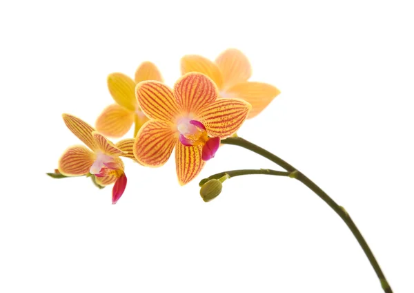 Orange; yellow and pink stripy phalaenopsis orchid isolated on white — Stock Photo, Image