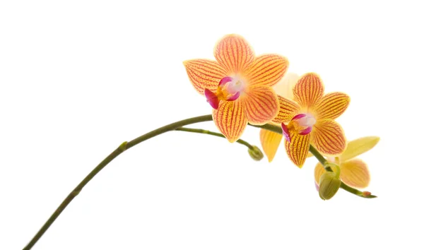 Orange; yellow and pink stripy phalaenopsis orchid isolated on w — Stock Photo, Image