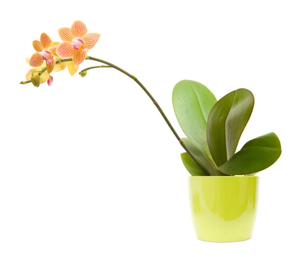 Орхидея апельсиновая, желтая и розовая полосатая фаленопсис в ярко-зеленом горшке, изо — стоковое фото