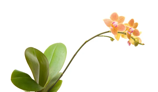 Orange, gelb und rosa gestreifte Phalaenopsis-Orchidee isoliert auf weiß — Stockfoto