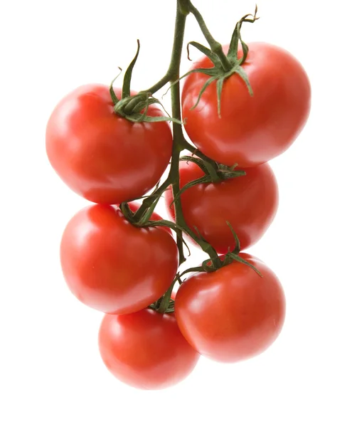 Tomaten am Weinstock isoliert auf weiß — Stockfoto