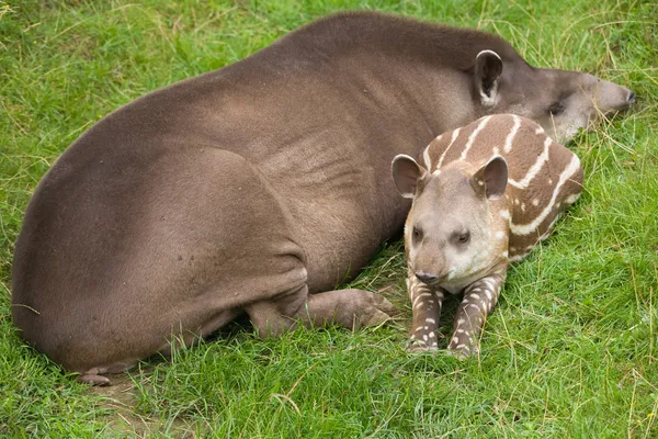 South American Tapir (Tapirus terrestris; Brazilian Tapir; Lowland Tapir; A Stock Photo