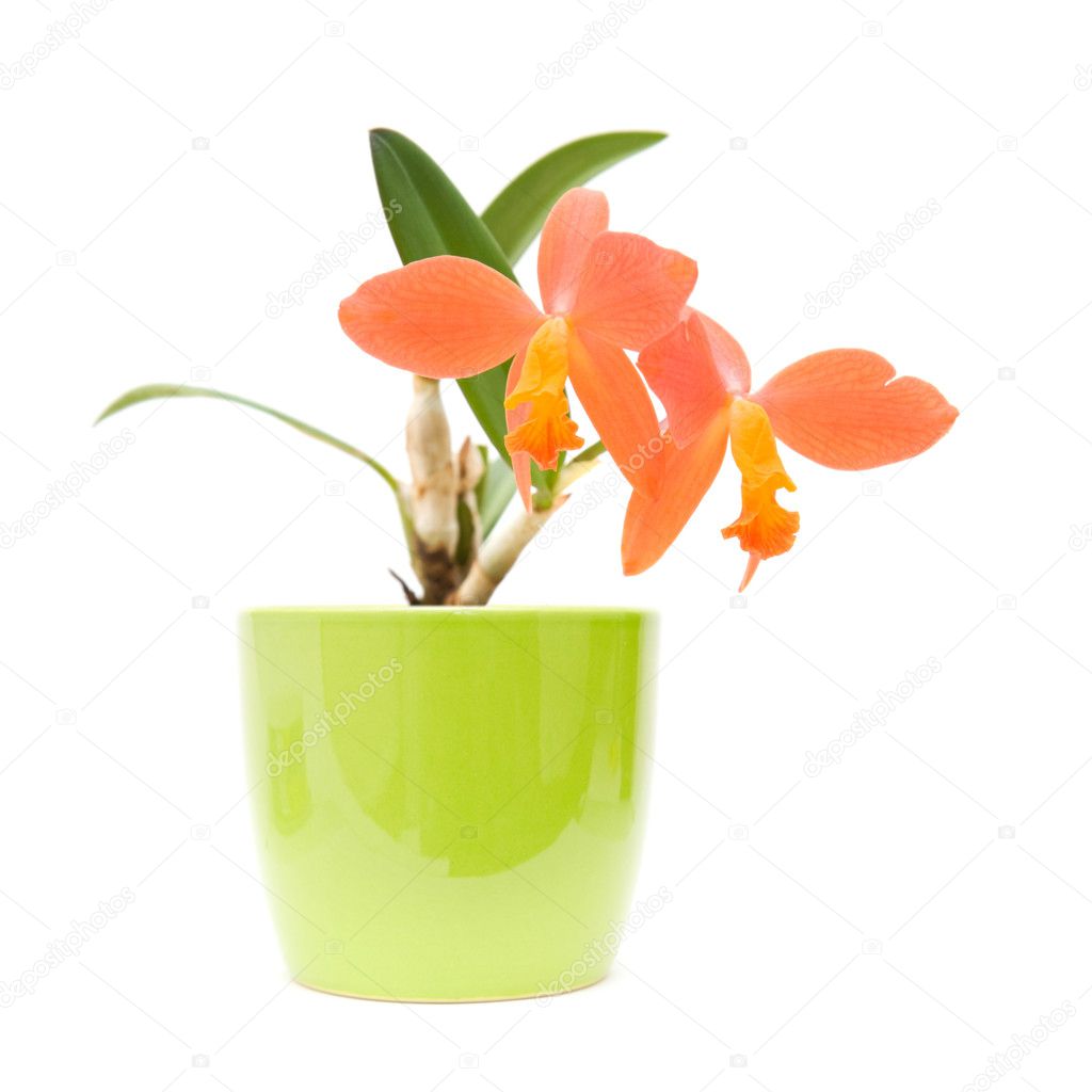 Small bright orange flowering cattleya orchid in bright green pot; isolated