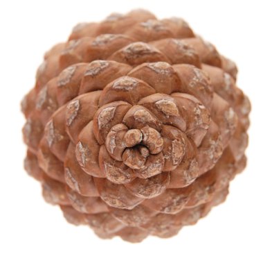 Pinus pinea (stone pine) cone, isolated, top view clipart