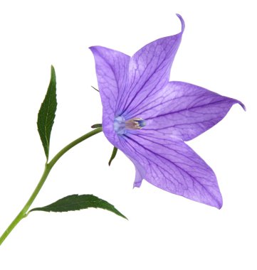 Bahçe bellflower, yan görünüm, izole