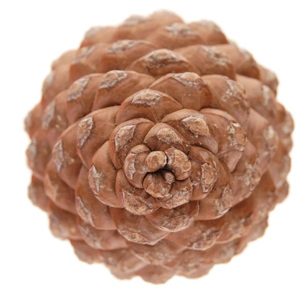Pinus pinea (stone pine) cone, isolated, top view — Stock Photo, Image