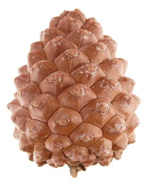 Pinus pinea (pinheiro de pedra) cone, isolado — Fotografia de Stock