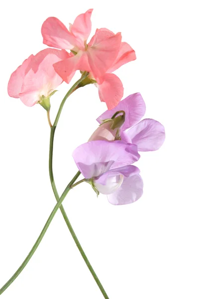 Pink and lilac sweet pea flowers — Stock Photo, Image