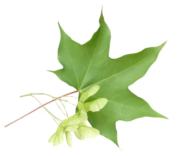 stock image Green maple leaf and seeds isolated on white