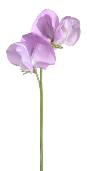 Lila édes borsó-virág, elszigetelt — Stock Fotó