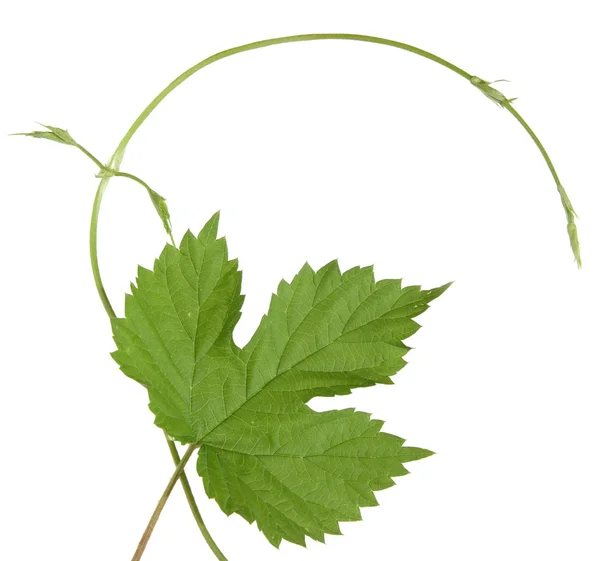 Isolated wild hops shoot and leaf background — Stock Photo, Image