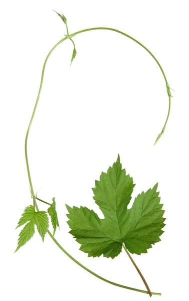 Isolated wild hops shoot and leaf — Stock Photo, Image