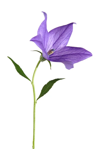 Bellflower (campanula) volledig geopend bloem — Stockfoto