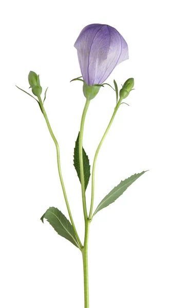 Garden Bellflower - Campanula bud, isolated — Stock Photo, Image