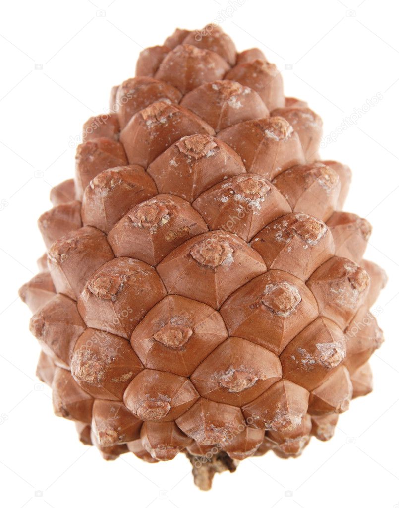Pinus pinea (stone pine) cone, isolated