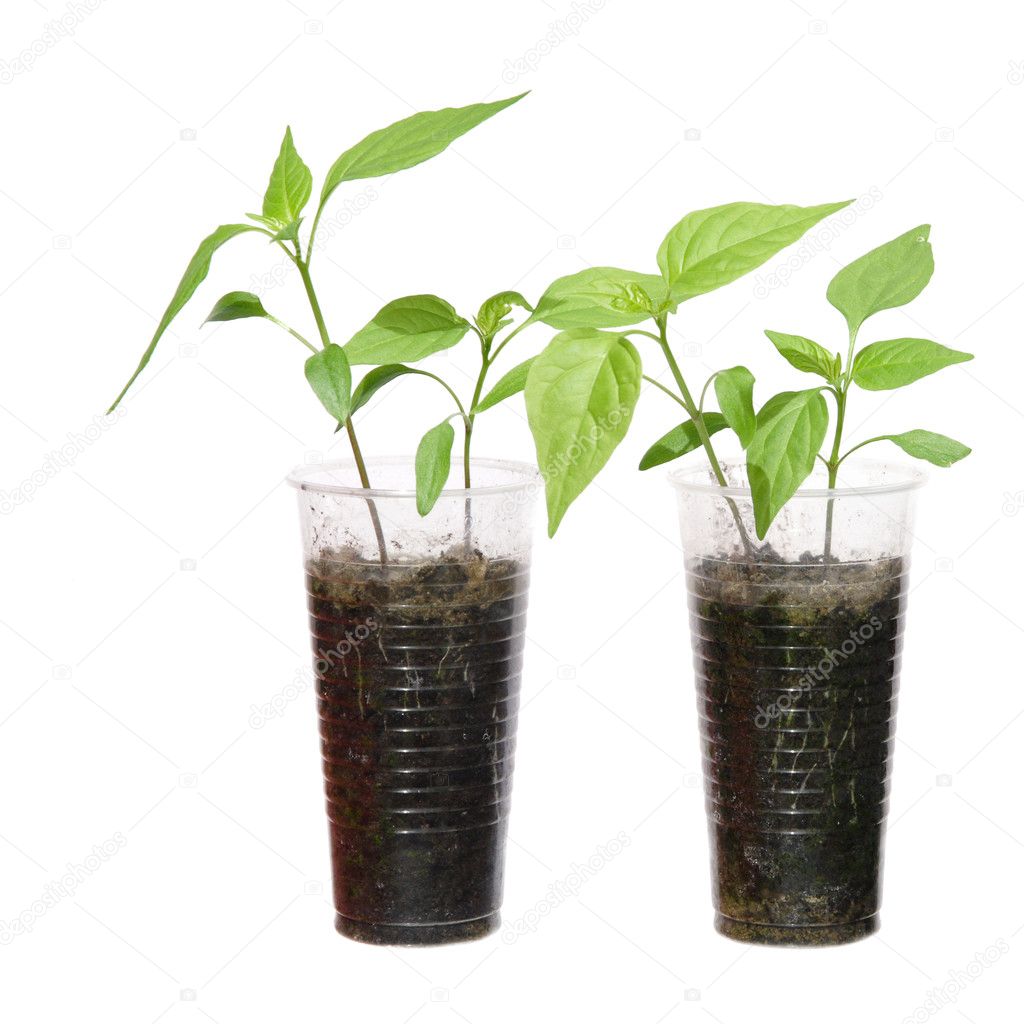 Two younng chilli plants in plastic cups