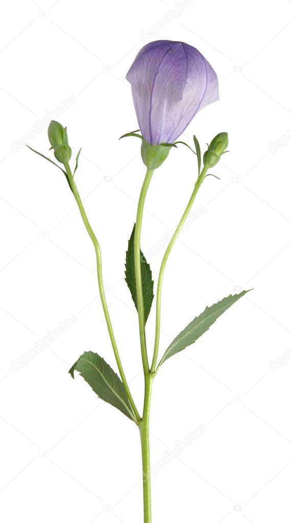 Garden Bellflower - Campanula bud, isolated