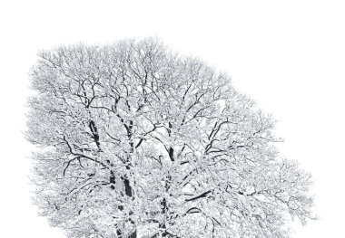 Decidous tree covered in thick snow isolated on white background; clipart