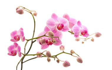 pembe çizgili phalaenopsis orkide beyaz, yatay kompozisyona izole