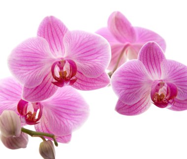pembe çizgili phalaenopsis orkide beyaz, yatay kompozisyona izole