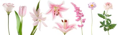 Pink flowers collection isolated on white clipart
