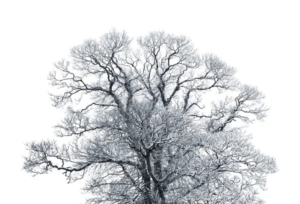 Laubbaum Bedeckt Mit Dickem Schnee Isoliert Auf Weißem Hintergrund — Stockfoto