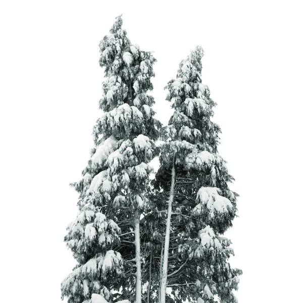 stock image Two conifer trees covered in thick snow isolated on white background, toned monochrome image