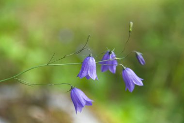 Harebell