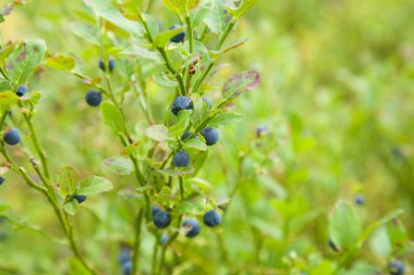 Berry, bilberry, blue, blueberry, bush, closeup, crop, food, fruit, green, healthy, leaf, macro, nature, plant, raw, ripe, seasons, summer, sweet, copyspace, clipart