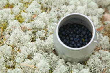 Small cylindrical container with freshly picked bilberries clipart