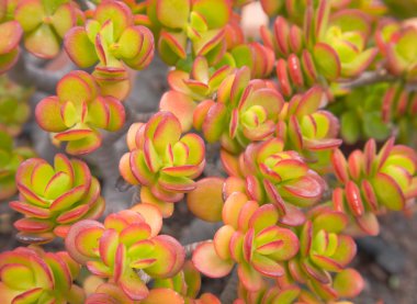 Background of red-edged crassula leaves clipart