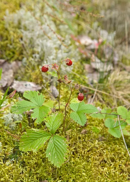 Χαμοκέρασο, δασικές εκτάσεις, φράουλα, γνωστός και ως άγρια φράουλα, Ευρώπη — Φωτογραφία Αρχείου