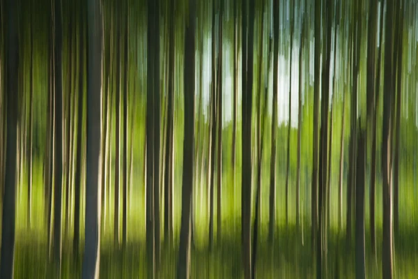 stock image Summer forest background