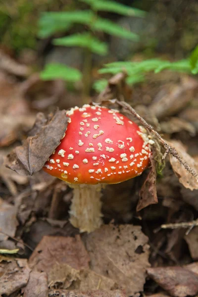 Fly agaric pushing through dead leaves