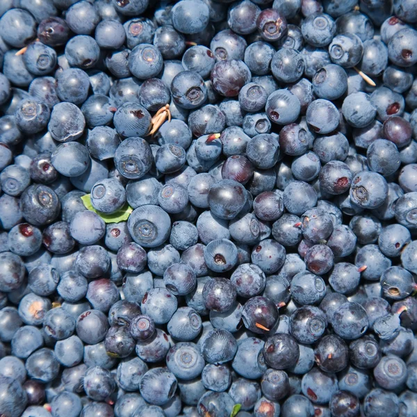 Taze Kaplarda Bilberries Aldı — Stok fotoğraf